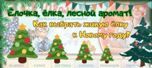 Ёлочка, ёлка, лесной аромат! Как выбрать живую ёлку к Новому Году?